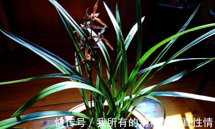 兰花|兰花淋雨长得好？不，有利有弊，掌握住尺度比施肥管用