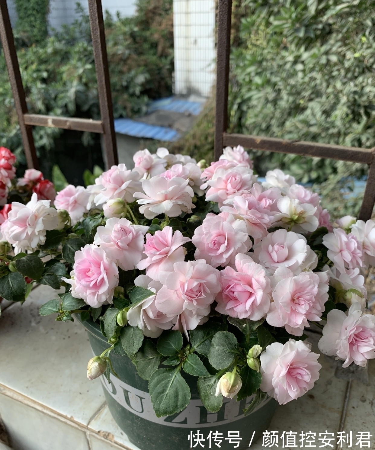 6种“仙气花”,美丽又动人,家里养一盆,就像捡到“大宝贝”