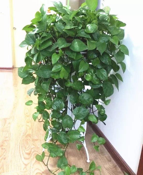 这花就得饿着养,盆越小、水越少,反倒长得更来劲!