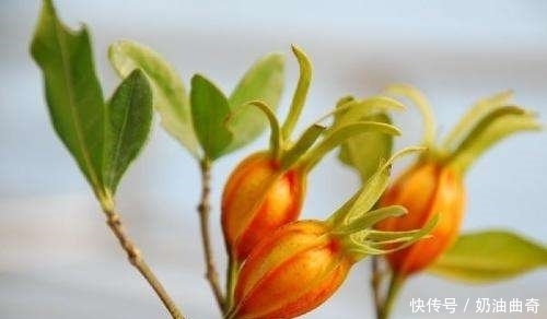 晚上易失眠多梦？用此物泡水，睡前来一杯，告别失眠，远离黑眼圈