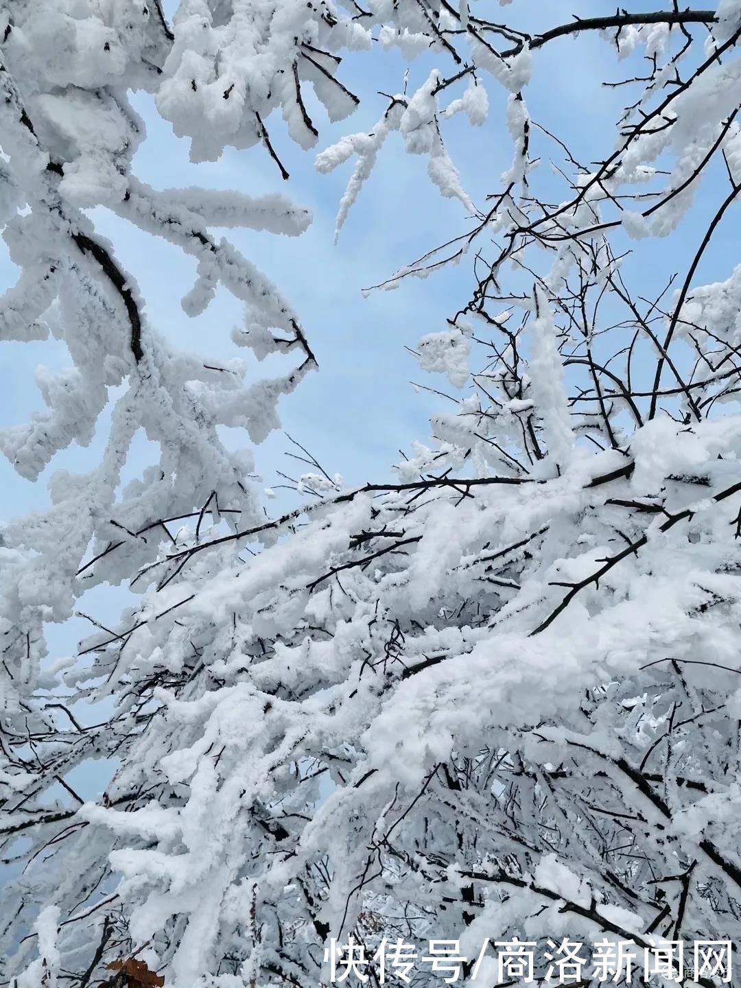 秦王|美！商州秦王山现冰雪树挂景观