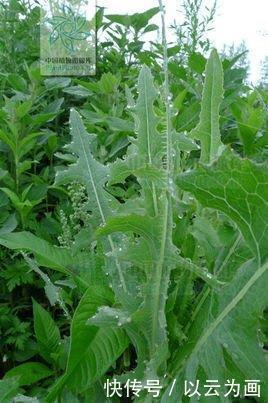 下部茎叶|若是在荒地里见到此野草,不要犹豫采摘回家,晒干后价值很珍贵