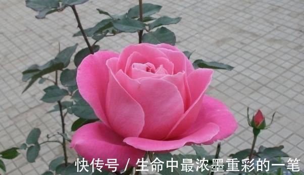 聪明的人|俗话说:病从口入祸从口出,尤其是这4句话,说了祸事不断!