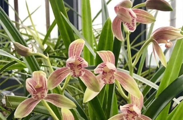 花友们|“它们”是天然的氮磷钾肥,兰花用上了,想不爆盆都难