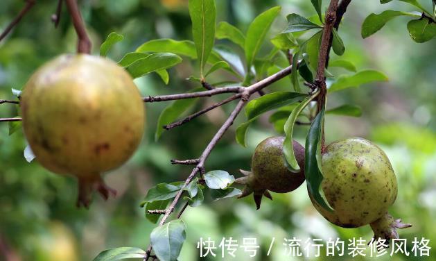 种植|庭院种植石榴树好吗？为何很多人爱在院子里种石榴树？看完就懂了