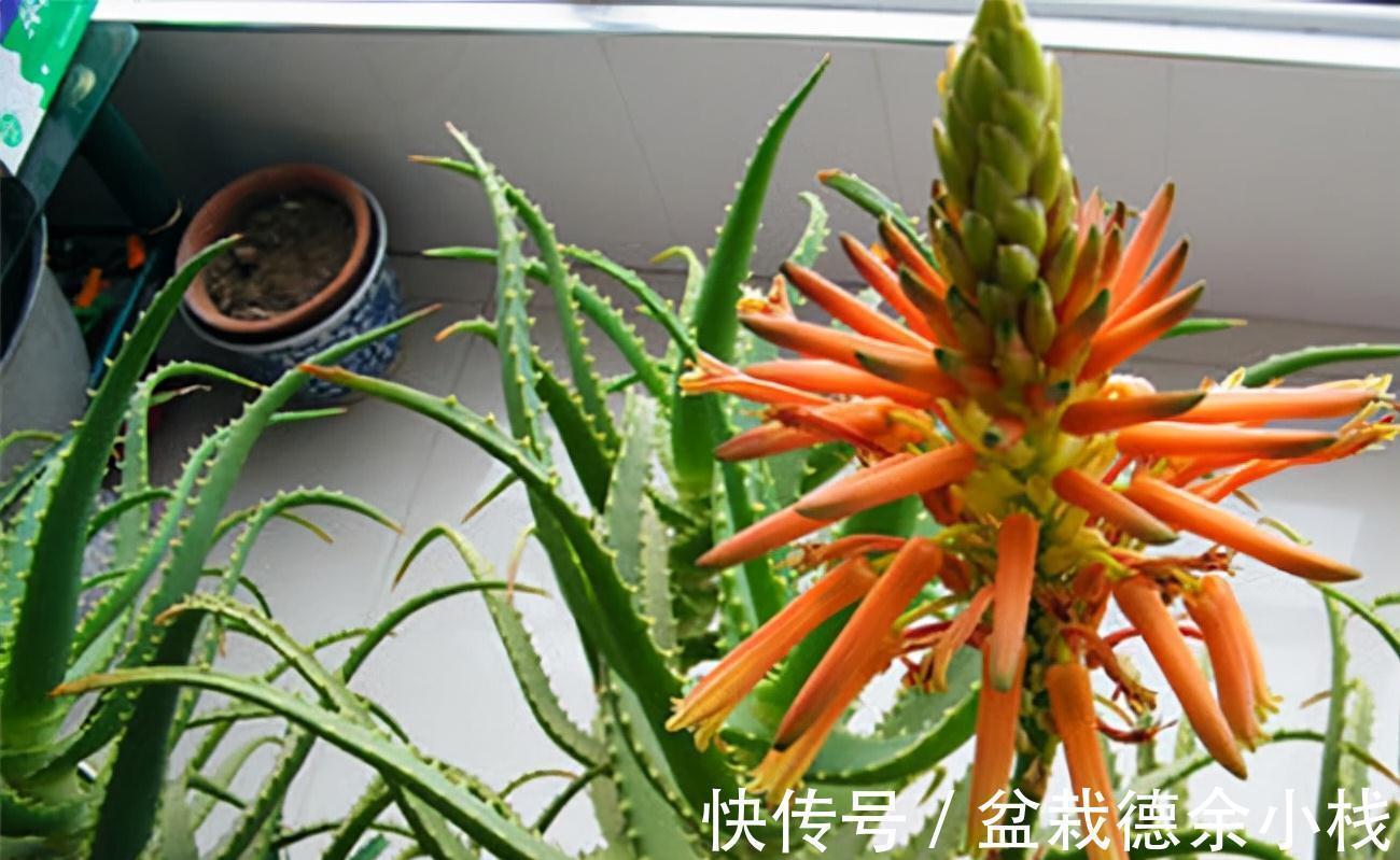 公认好养的“健康花”,建议至少养一盆,个个都是“净化小能手”