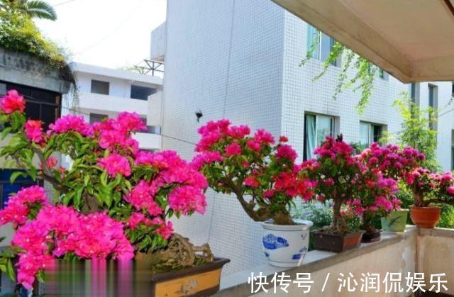 养护三角梅，用“巧劲”，选对了土壤，能省“十年”养花功