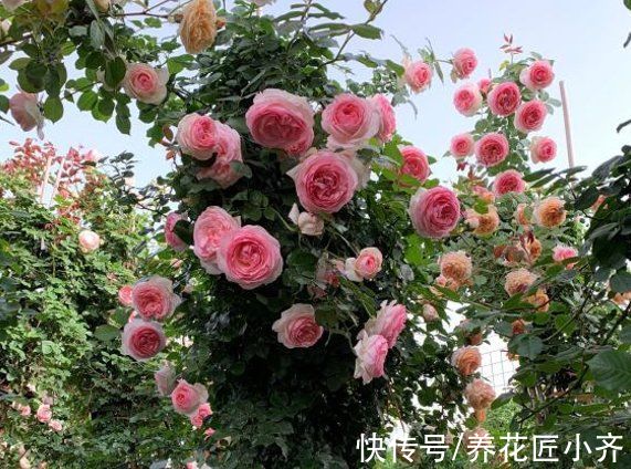 年后花市开门，赶紧去“捡漏”，这7种花，花低价就能买“好货”