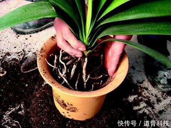 植物|养花少不了换盆,但这6个“坑”要注意,小心换一盆黄一盆!