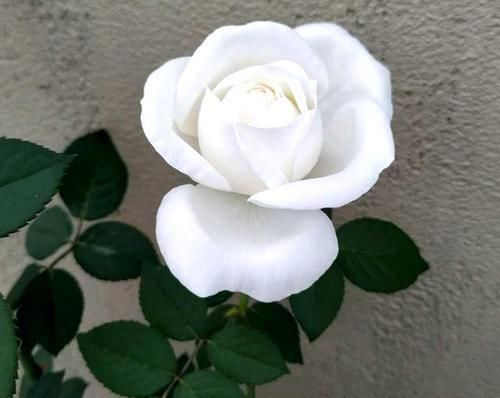 养花易烂根,4种东西随便一种撒一把,10盆9盆不烂根!