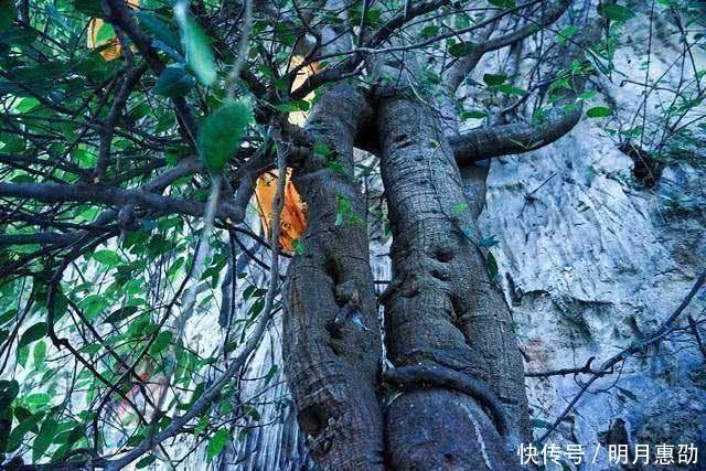 中年|著名的巴格拉宗,这里的千年菩提树长出怪异的“佛手”?