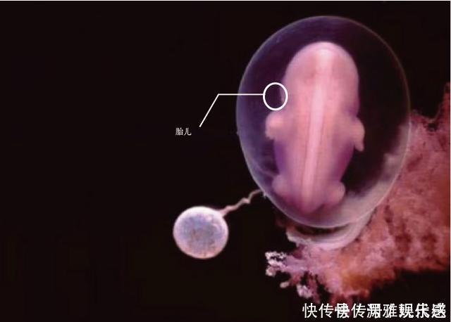 过程|10月胎儿形成全过程,8张图带你了解真相,感受生命的奇迹