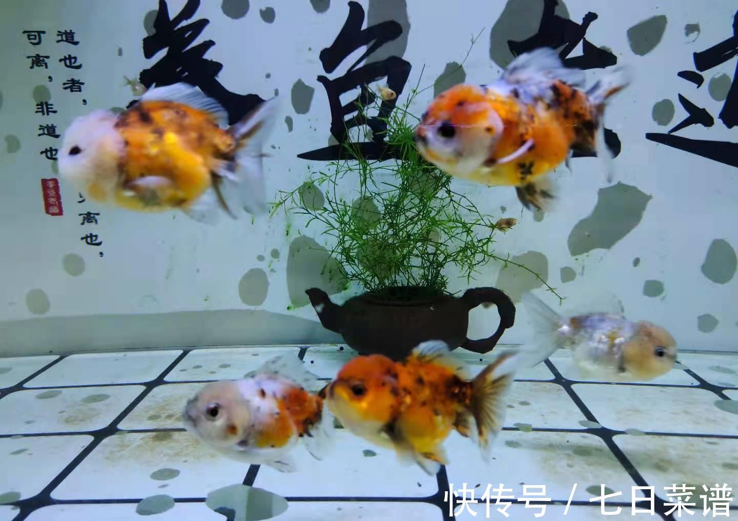 毛病|饲养金鱼容易出现哪些问题，为什么说金鱼的毛病可不少？