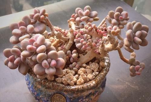 封闭小阳台,也能养多肉,摆上这几种,上色快易爆盆