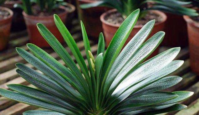 养君子兰,用这“几种”小方法,叶片整齐油绿,新叶呼呼长