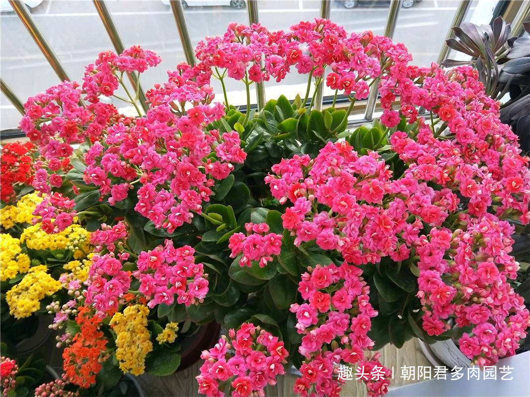 长寿花不爱开花教你2招！枝头全是花苞