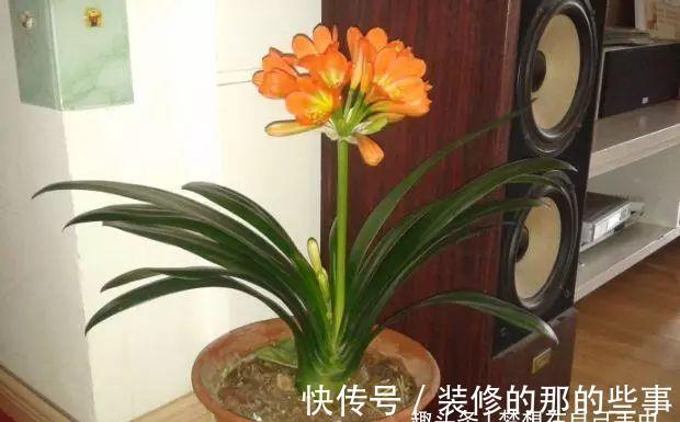 发财树|有钱人啥花都可以不养，却只养这“3种”植物，难怪越来越富有！