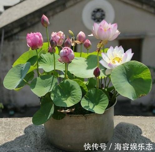 叶子|自己种“碗莲荷花”,按照正确步骤来,能快速生根发芽、开花更旺