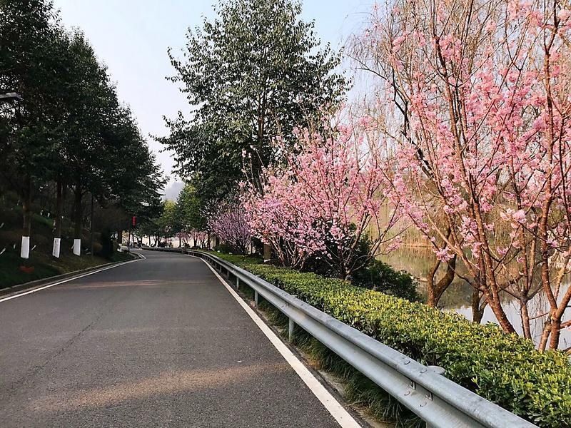 花漾山城 坐上列车去听花开的声音