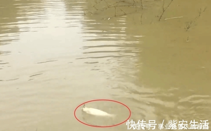 浑水中钓鱼遇到大罗非,看清后激动得大叫起来