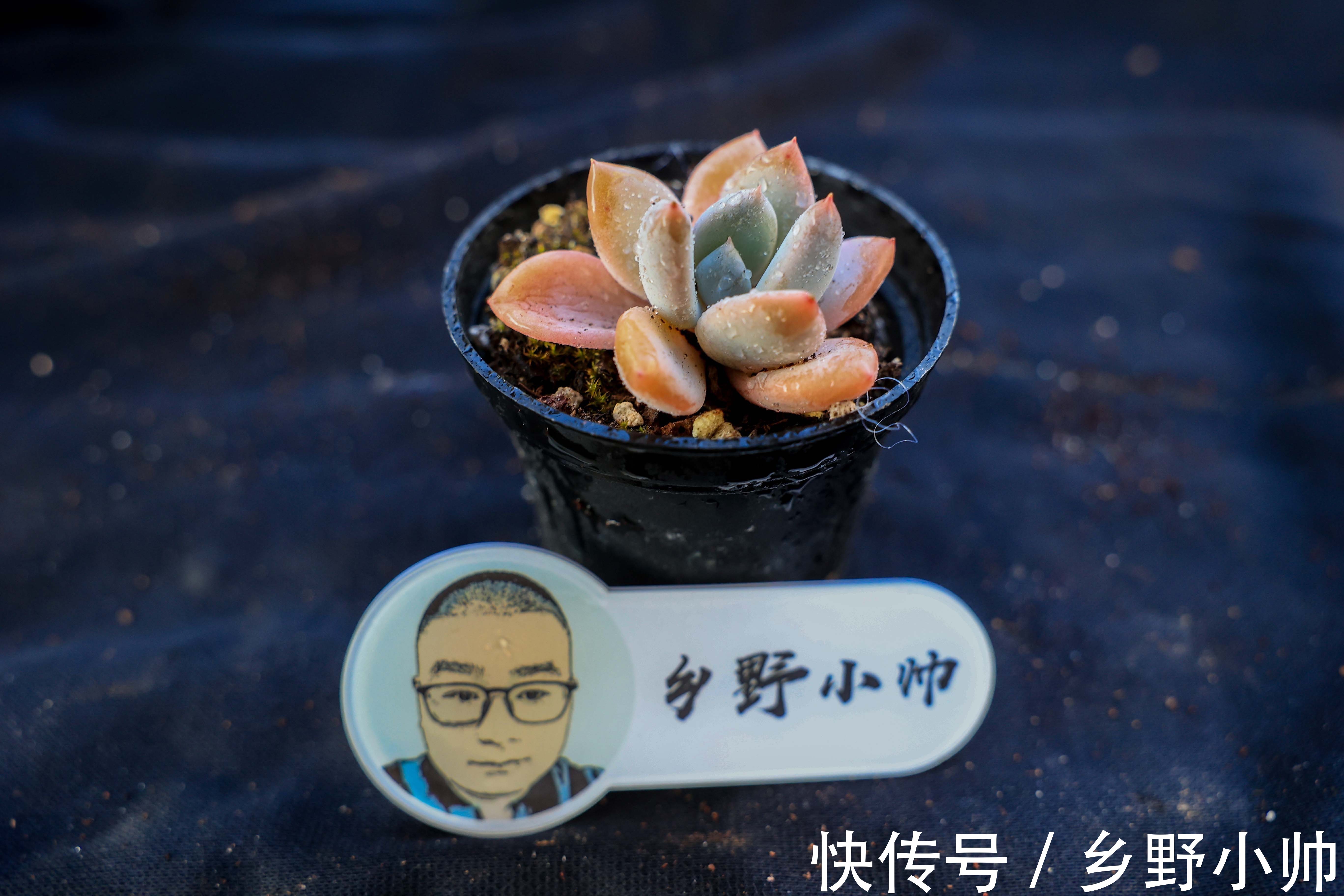 有的“水”并不一定适合浇多肉。爱多肉的你 ,千万别选错