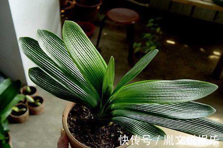 爷爷|君子兰养半年没变化,爷爷只用一勺它,像打了鸡血般开花爆盆