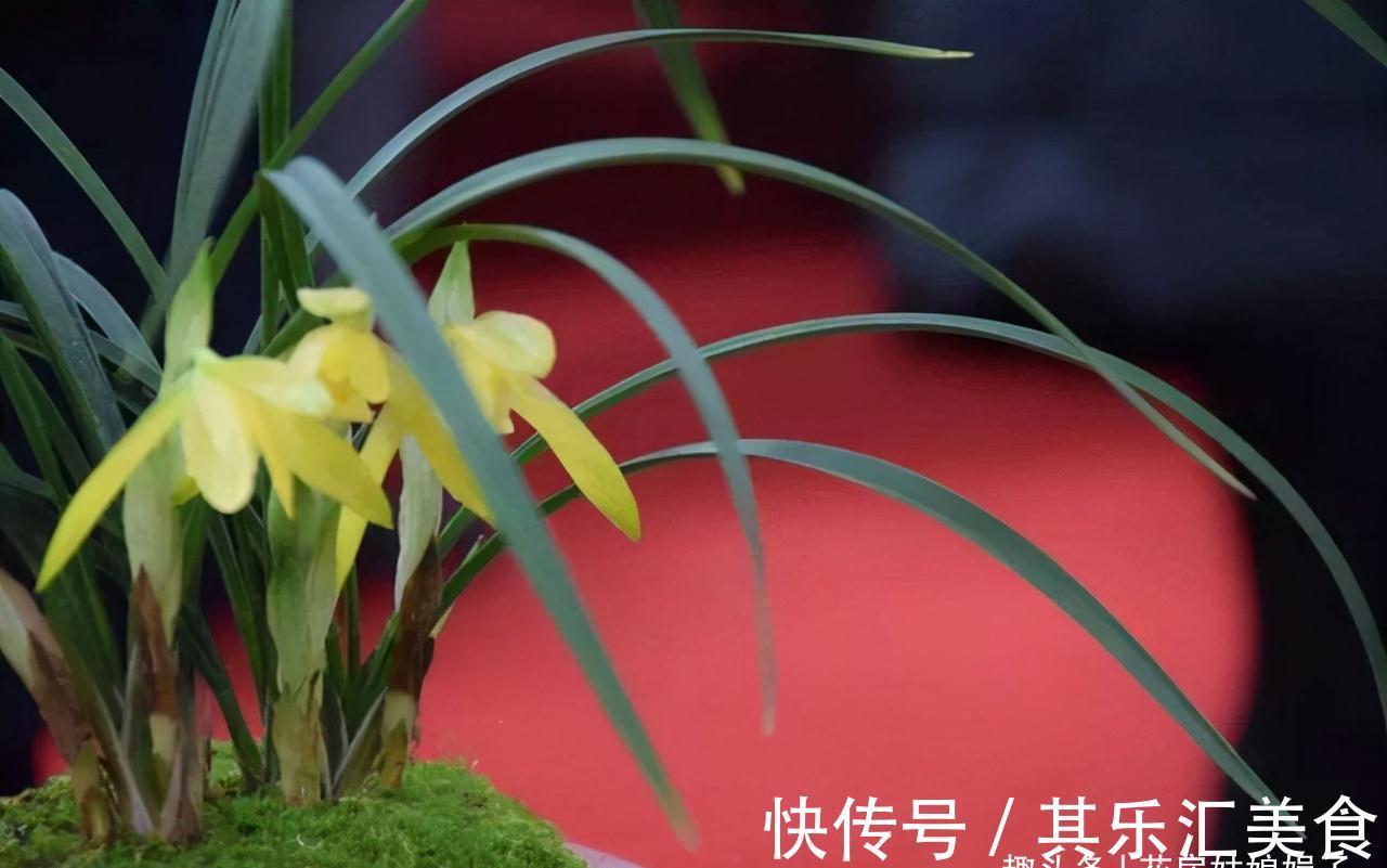 植料|兰花长期不开花,是环境和管理上“惹的祸”,自查3个方面并做好