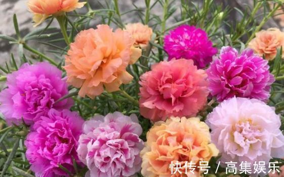 花海|5种花漂亮又好养，阳台变“花海”，越养越喜欢