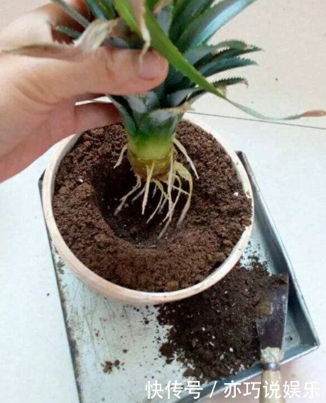 喜欢吃“菠萝”，不如留点菠萝头，埋土里不久成盆栽，还能结果