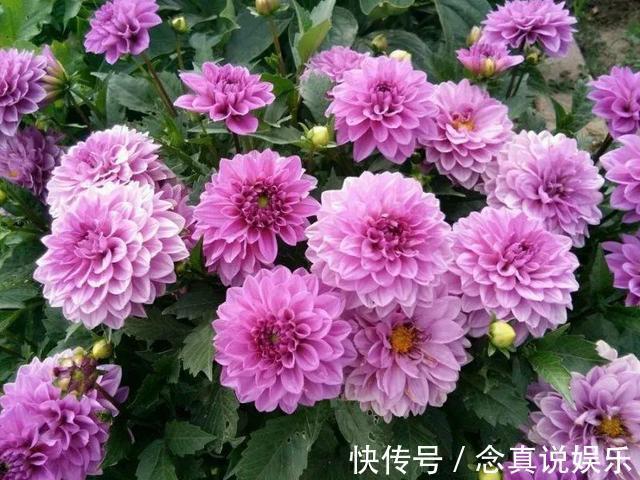 水溶液|3种花卉，真是勤奋的“好孩子”，整个夏天都在开，花苞比拳头