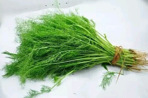 小茴香|湿气“最怕”这个菜,每周吃3次,湿气跑光光,营养美味易消化