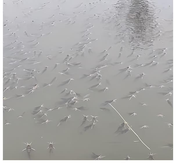 河道|大雨后，安徽一河道浮着一层鱼，钓鱼人：都是黄辣丁，2小时钓1盆