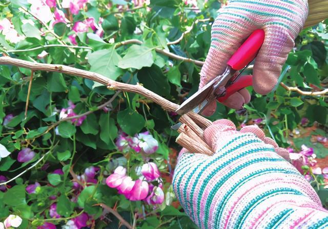 三角梅|盆景三角梅扦插育苗新技术