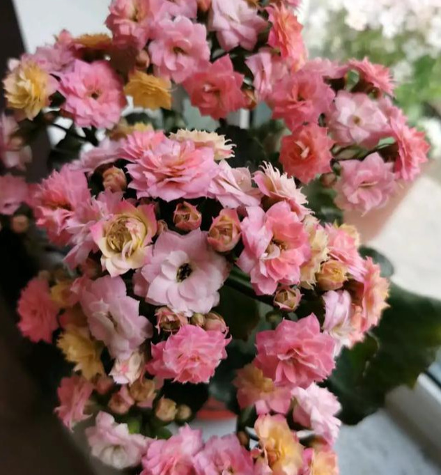 花色|75个长寿花品种，一个比一个美，一起来认识一下吧！