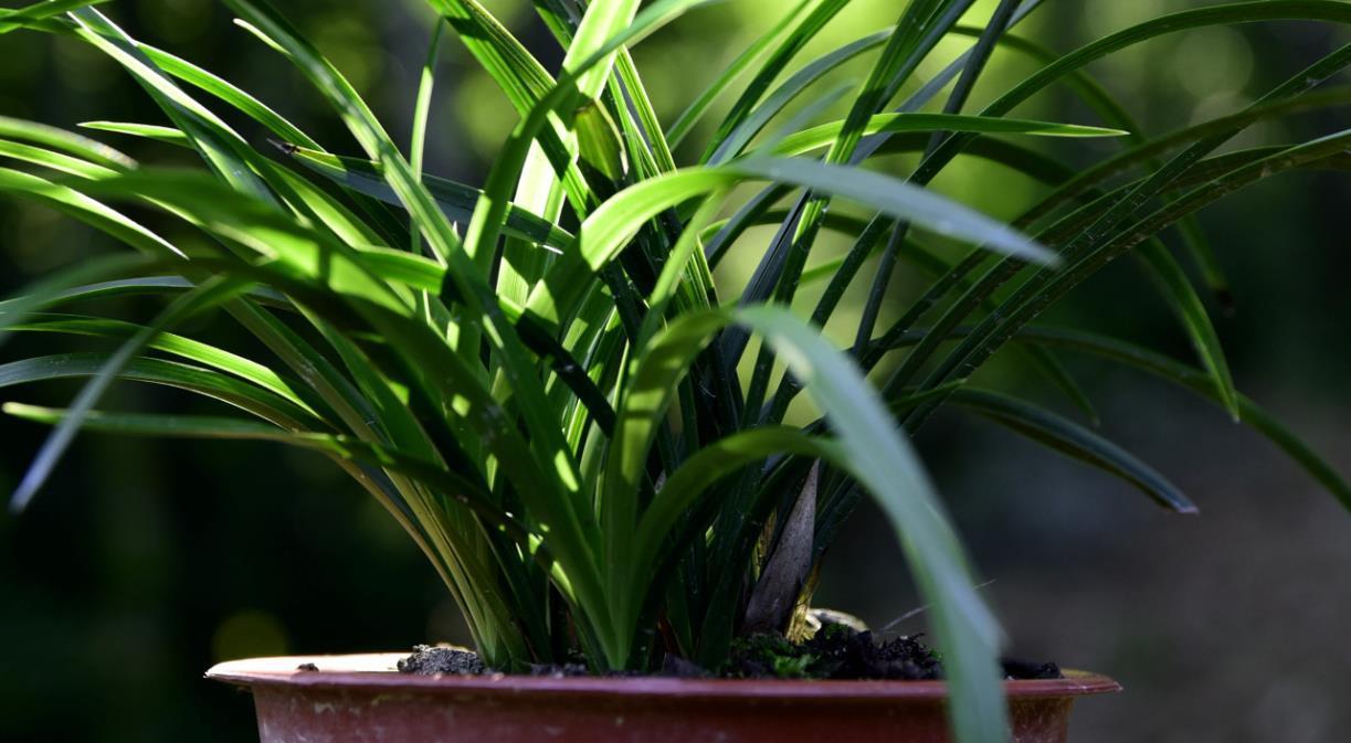 种活兰花不难,养好兰花却不易,十分钟读懂兰花该如何养护