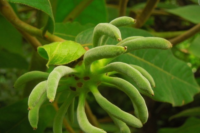 野香蕉|叫不出来名字的野果,每天食一个,越吃越健康