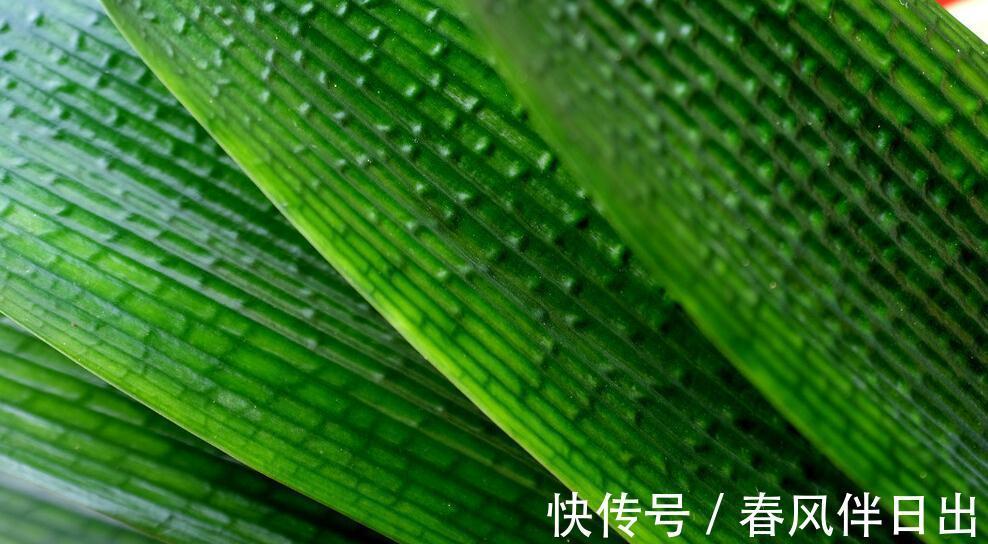 四季观叶,一季赏花,君子兰叶子的养护需注意4点