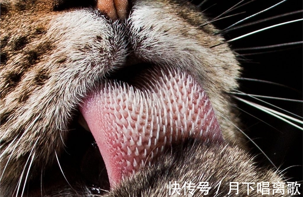 奇趣|精选一组奇趣图片;世界上最长的头发、显微镜下的睫毛及舌头