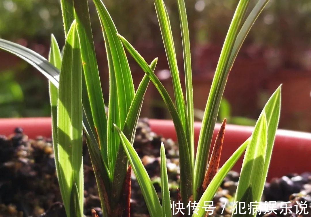 兰花|兰花僵苗怎么办?最怕这种错误判断,兰友:难怪一直不开花