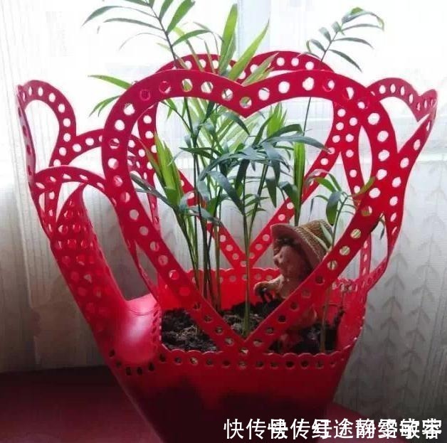 用完的洗衣液瓶千万别扔,它大有妙用!