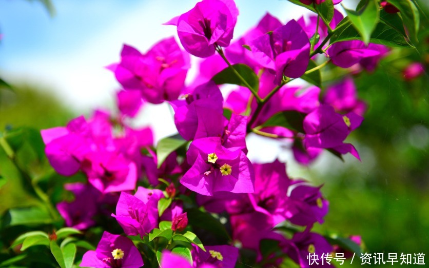 喜欢在家中养护花卉,就选择好养易活,花色艳丽,爆盆简单的花卉