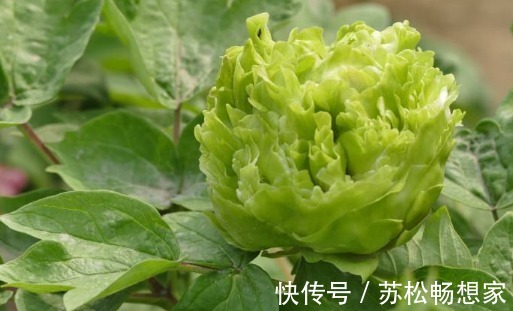 喜欢菊花不如养盆“绿牡丹”吧！养护记住以下3点，花开光彩夺目