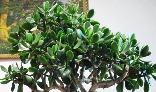 这4种花“欠修理”,要经常来几刀,才能枝繁叶茂,花开不断