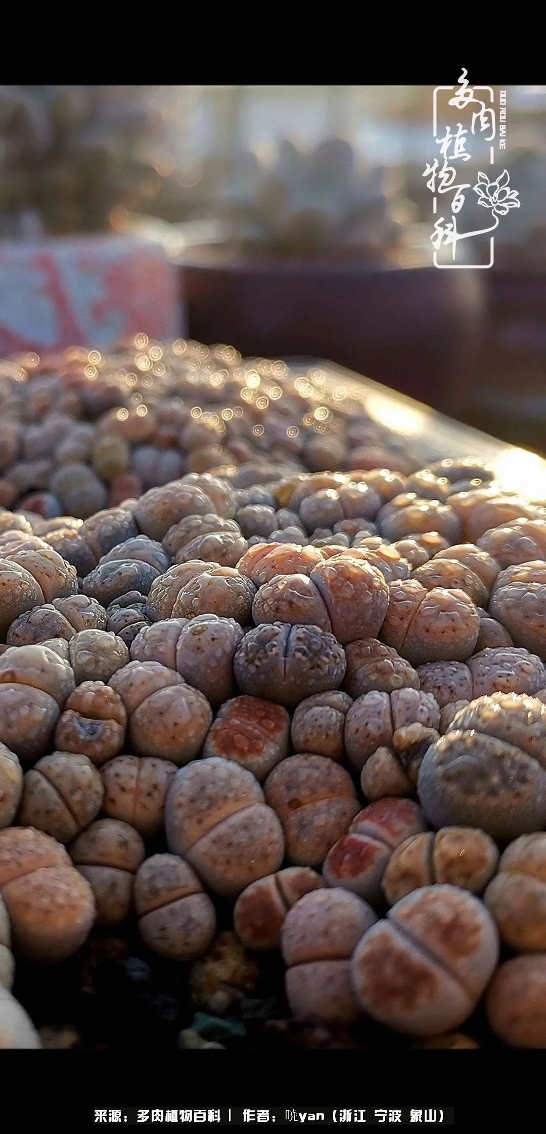 入多肉坑八年,始于初心,一切但求无愧于心