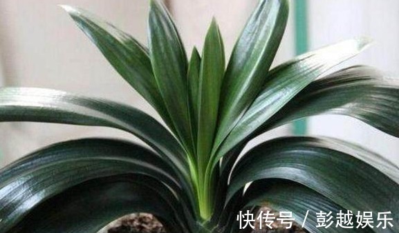 君子兰用“它”养,10年不施肥,新芽呼呼窜,开完一次又一次!