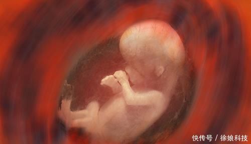 池川明|胎儿有宫内记忆？爸爸：4岁儿子的话让我流泪，早知应更重视胎教