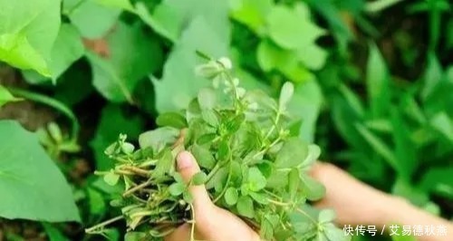 心脑血管|高血压少服药!这4种食物是“降压王”,一天吃一点,轻松降血压