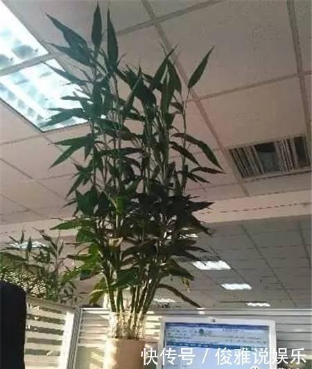 油绿|富贵竹老黄叶,扔个小药片,比花肥都灵,窜到屋顶还开花,好兆头