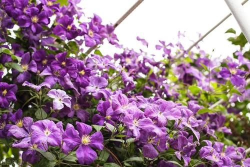  好看|庭院花草如何搭配才好看？