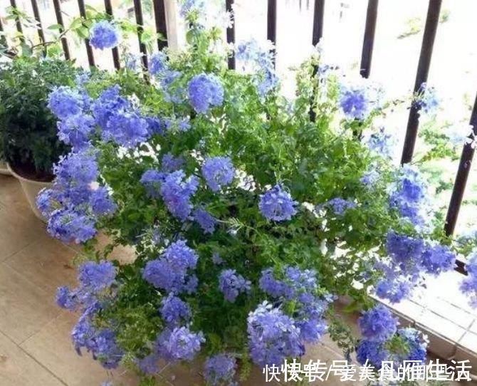 4种便宜花，阳台养几盆，花开香飘溢满屋，阳台变温馨花园